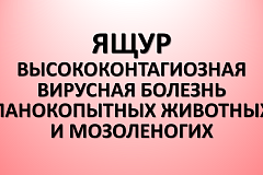 ЯЩУР высококонтагиозная вирусная болезнь парнокопытных животных и мозоленогих.