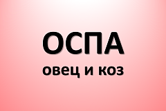 Оспа овец и коз.