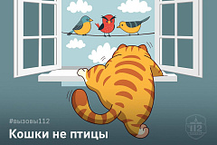 Кошки – не птицы