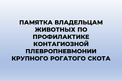 Памятка владельцам животных по профилактике контагиозной плевропневмонии крупного рогатого скота